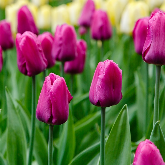Tulip Bulbs - Purple Prince